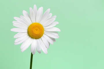 Daisy flower closeup on green background