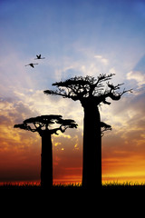 Poster - baobab plants at sunset