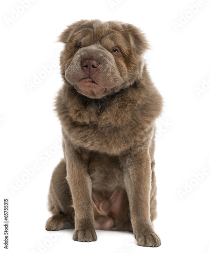 Long Haired Shar Pei 10 Months Old Buy This Stock Photo And
