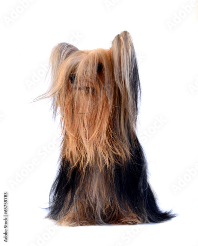 Yorkshire Terrier With Very Long Hair Isolated On Buy This Stock