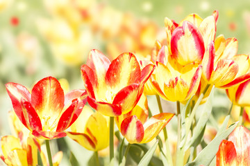 Wall Mural - summer yellow red tulips in a field