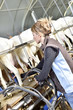 Breeder in barn ready for goat milking