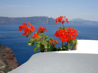 Poster - Blumen auf Santorin