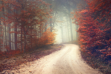 Fototapeta jesień droga natura dziki drzewa