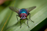 Fototapeta Tęcza - Calliphora vomitoria bluebottle fly