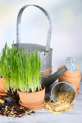 Poster - Green grass in flowerpots and gardening tools, on wooden table