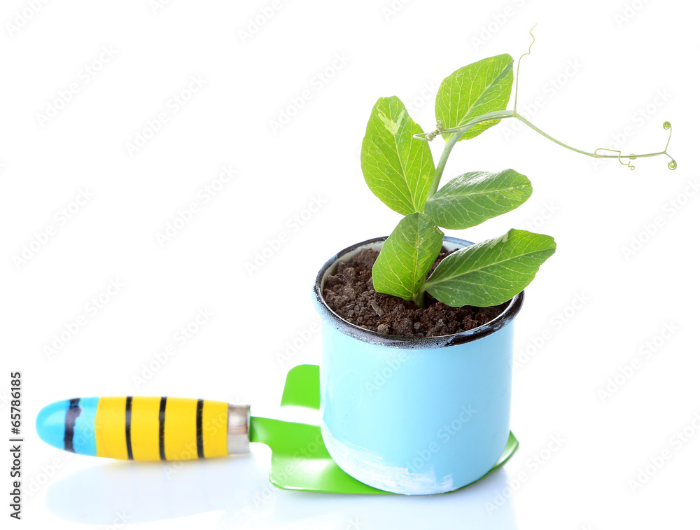 Young plant in pot on garden shovel isolated on  white