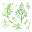 Twigs of dill. Green vector twigs