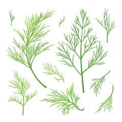 Wall Mural - Twigs of dill. Green vector twigs