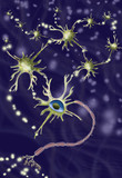 Fototapeta Lawenda - system of nerve cells
