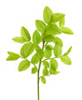 © voltan - Vaccinium myrtillus branch