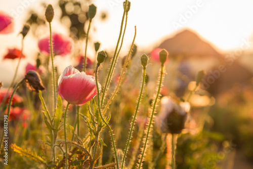 poppy flowers weed orange sun light © tassapon