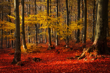 Fototapete - Forest during autumn