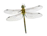 Fototapeta Motyle - Dragonfly Aeshna affinis (male)