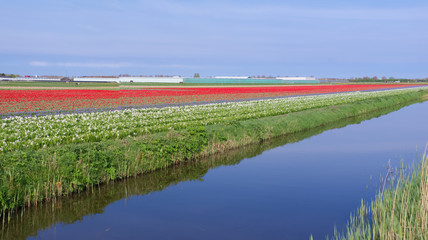 Wall Mural - tulip field