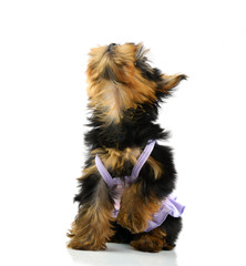 Funny puppy of the Yorkshire Terrier sits on white background