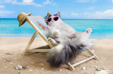Fototapeta Koty - cat resting on a sun lounger