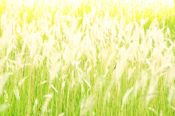 Wall Mural - blurred flower grass at evening
