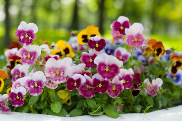 Pansy