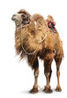 Bactrian camel on white background