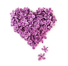 Lilac Flowers In Shape Of Heart