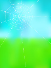 Wall Mural - spider web on color background