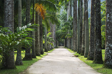 Avenue Of Royal Palms Botanic Garden