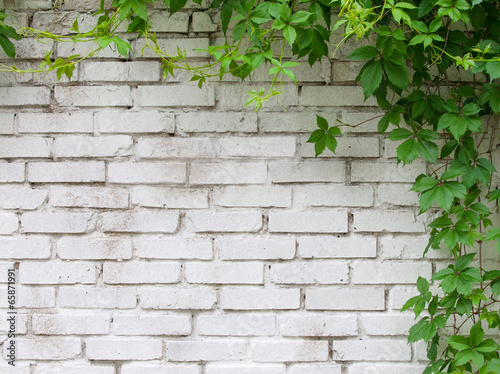 Naklejka dekoracyjna Bluszcz na białej ceglanej ścianie