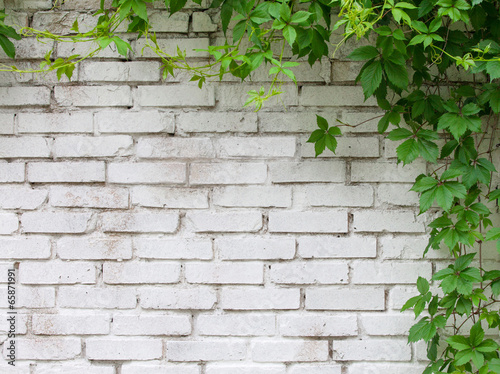 Fototapeta do kuchni Bluszcz na białej ceglanej ścianie