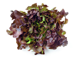 Fresh red lettuce on white