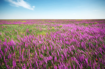 Wall Mural - Violet meadow