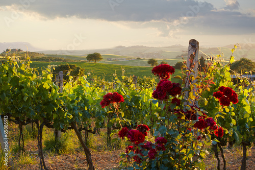 Naklejka na szybę Tuscany vineyards in fall