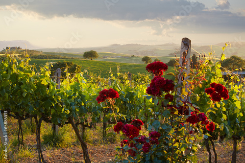 Naklejka na drzwi Tuscany vineyards in fall