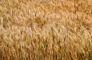 Wall Mural - wheat field with golden ripe ears next to the harvest