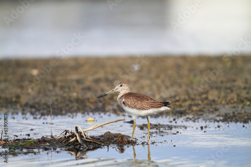 Fotografia, Obraz Nordmann's or Spotted greenshank (Tringa guttifer) in Japan
