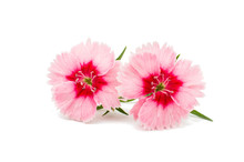 Cute Little Pink Dianthus Carnation Flower