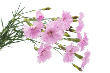 Poster - bouquet of pink carnation