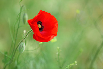 Wall Mural - Poppy flower, outdoors