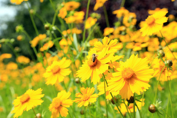 Poster - Beautiful wild flowers, outdoors