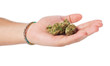 © asierromero - hand holding marijuana isolated on a white background