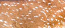 Axis Deer Skin