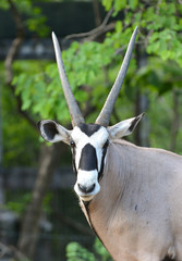 Poster - oryx or gemsbok