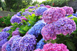 Fleurs d'hortensias bleues et roses