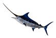 Blauer Marlin