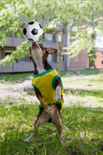 Funny Dog Is Playing Soccer.