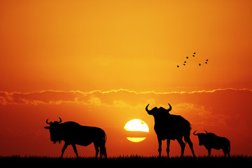 Canvas Print - wildebeest at sunset