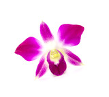 Fototapeta Storczyk - Purple orchid flower isolated white background