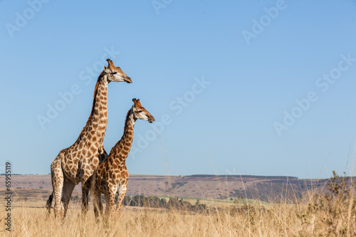 Giraffes Two Affections Together Blue Sky Wildlife Poster