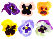 Set Of Motley Pansy Flowers