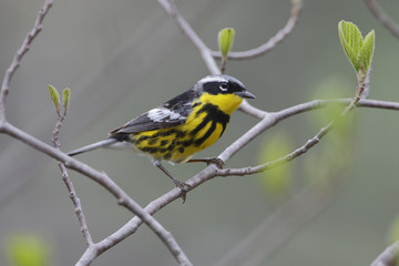 Wall Mural - Male Magnolia Warbler